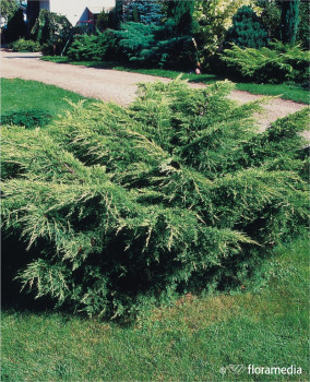 Можжевельник средний Пфитцериана Компакта / Juniperus x media Pfitzeriana Compacta 30-40, С5