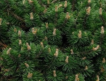 Сосна горная Хампи / Pinus mugo Humpy 60-80, С7,5