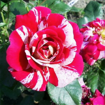 Роза спрей Твист / Rosa Twist