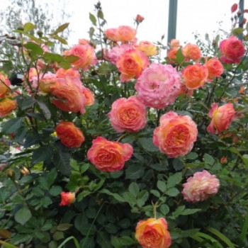    / Rosa  Gartenspass, 4