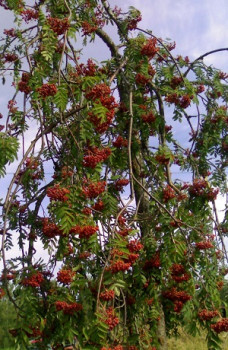 Рябина обыкновенная Пендула / Sorbus aucuparia Pendula Ра200-220, С15