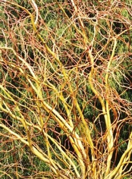    / Salix sepulcralis Erythroflexuosa, 100-120, 3