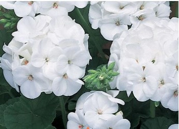     /Pelargonium zonale Maverick White, 9, 