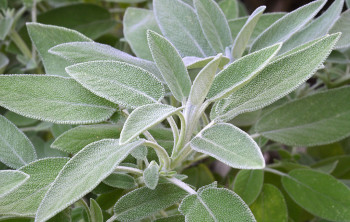    / Salvia officinalis Sage, 1