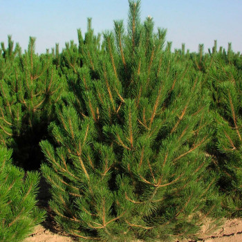Сосна черная / Pinus nigra nigra, С7.5