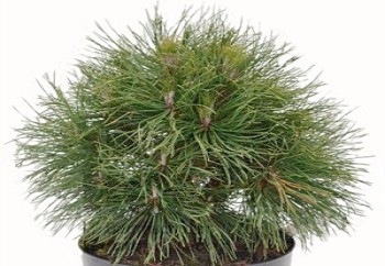 Сосна горная Варелла / Pinus mugo Varella Ра 70-80, С7,5