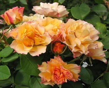 Роза флорибунда Текила , С4