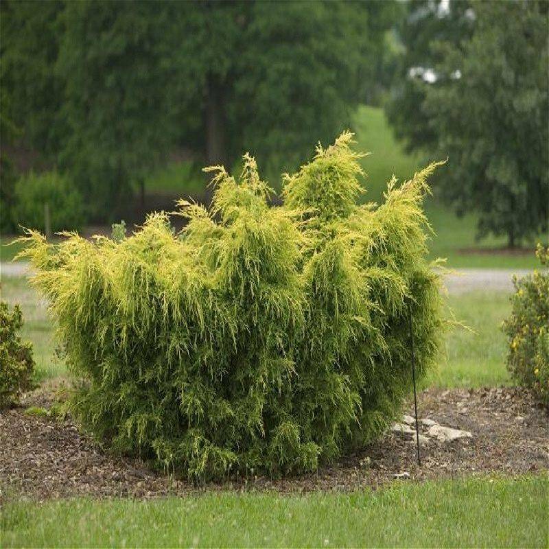Можжевельник китайский Куривао Голд / Juniperus chinensis Kuriwao Gold 30-40, С3