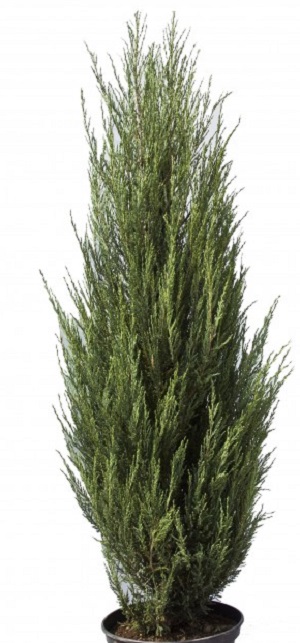 Можжевельник скальный Блю Арроу / Juniperus scopulorum Blue Arrow 80-100, С35