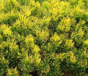Сосна горная Офир / Pinus mugo Ophir 20-30 , С5