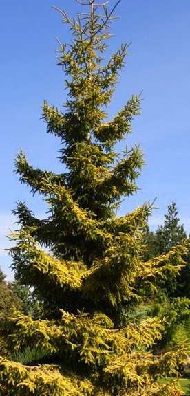 Ель сербская Аурея / Picea omorica Aurea 200-220, С20
