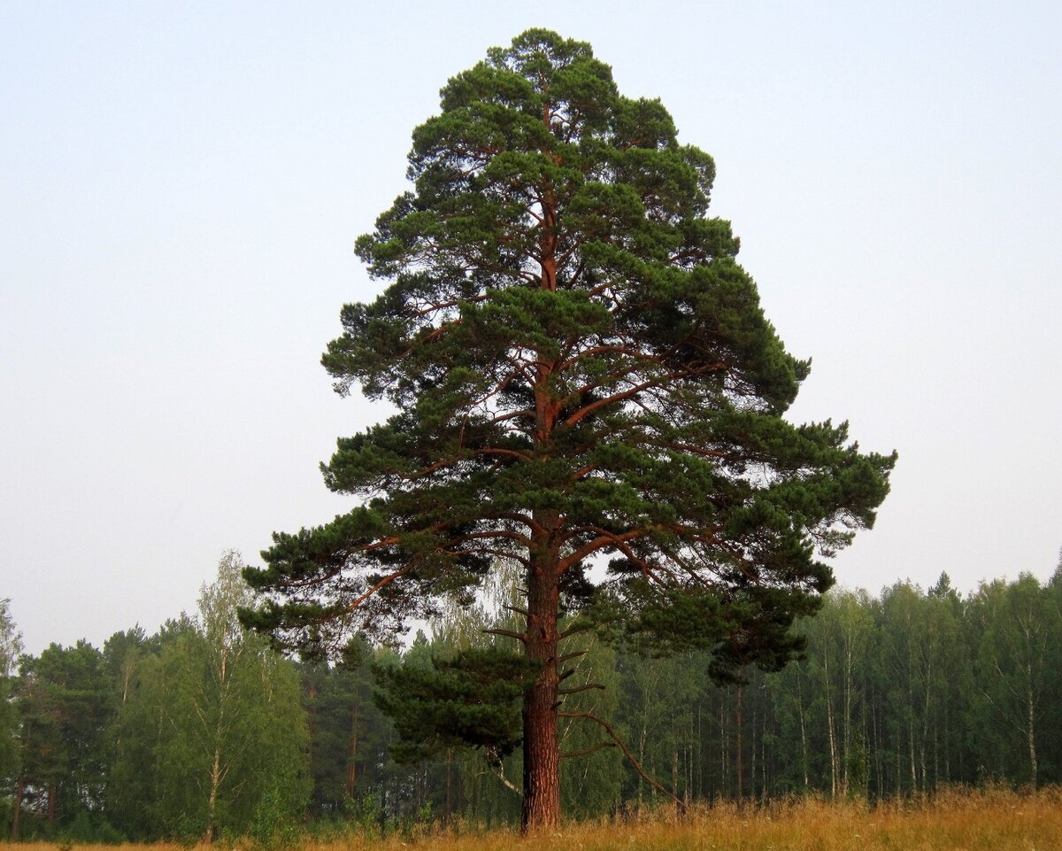 Сосна обыкновенная / Pinus sylvestris 60-80, С5