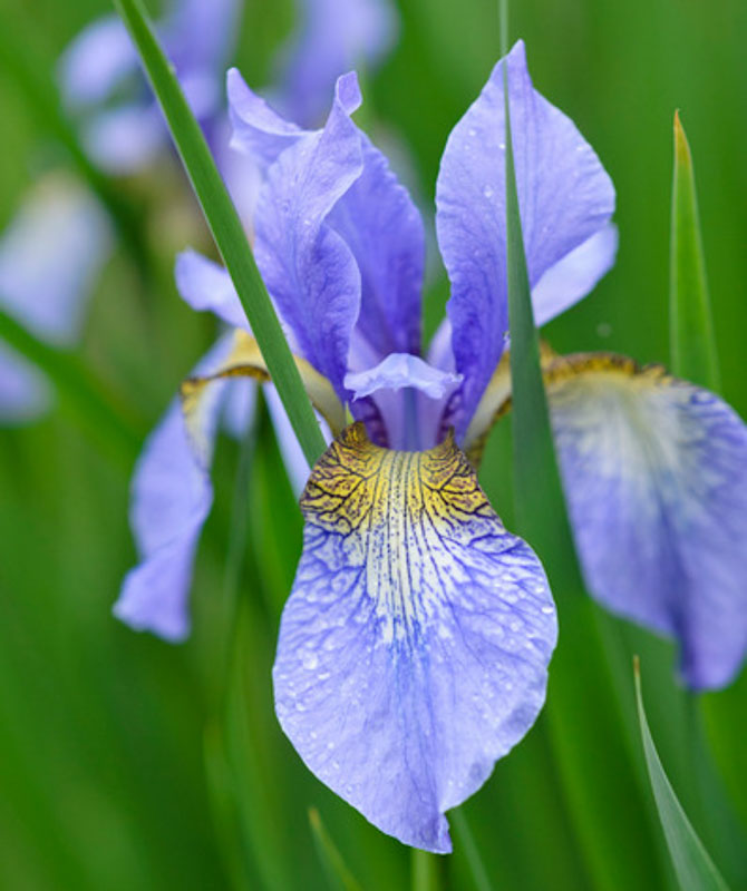 Ирис сибирский Периш Блу / Iris sibirica Perry s Blue, h-60-90см, С2, шт