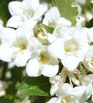 Вейгела цветущая Кандида / Weigela florida Candida, С5