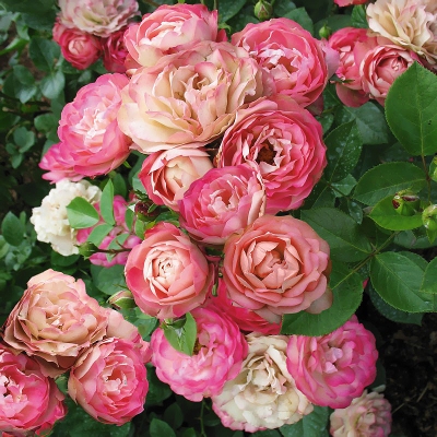 Роза флорибунда Акрополис / Rosa Acropolis, С4, шт