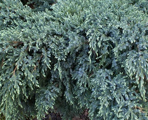 Можжевельник чешуйчатый Блю Карпет / Juniperus squamata Blue Carpet, С5