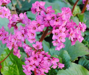 Бадан Робуста / Bergenia cordifolia Robusta, розовый, h-30, С1, шт