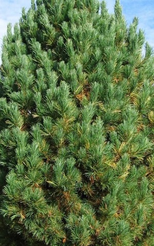 Сосна кедровая / Pinus cembra 10-20, С2