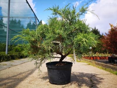 Можжевельник виргинский Хетц / Juniperus virginiana Hetz , С3