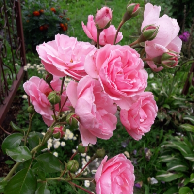 Роза флорибунда Хом энд Гарден / Rosa Home & Garden, С4, шт