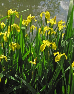 Ирис болотный желтый / Iris pseudacorus, С3