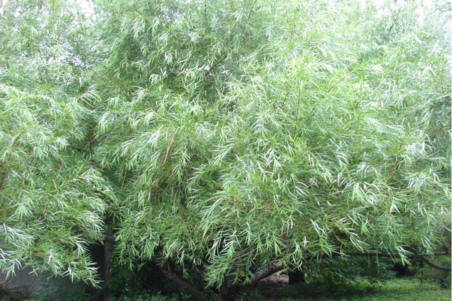 Ива Шверина улучшенная / Salix Shaverina, 80-100, h-10м, С5,