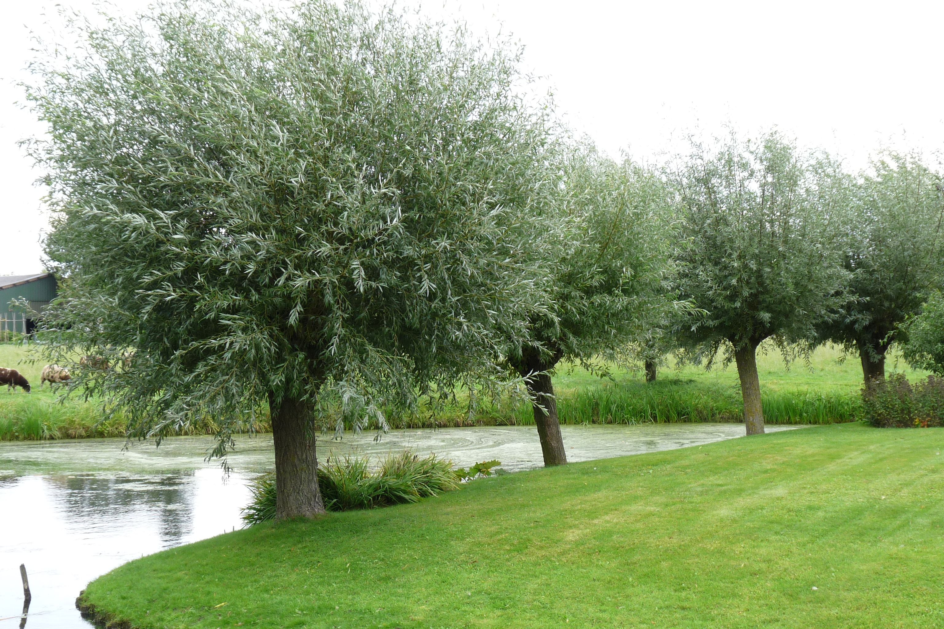 Ива белая Чермезина / Salix alba Chermesina, 80-100, h-7-15м, С5