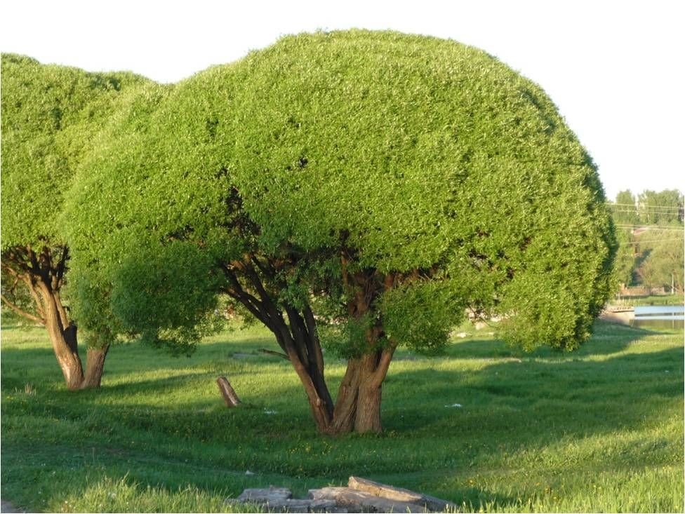 Ива ломкая Буллата / Salix fragilis Bullata, 140-160, С15
