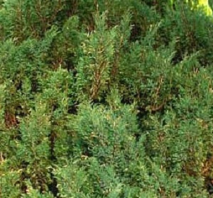 Можжевельник казацкий Хикси / Juniperus sabina Hicksii, С3