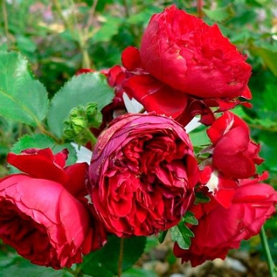 Роза флорибунда Роткепхен / Roza Rotkappchen h 90 красная, С4, шт