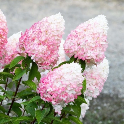 Гортензия метельчатая Литл Блоссум/Hydrangea paniculata Little Blossom, С3