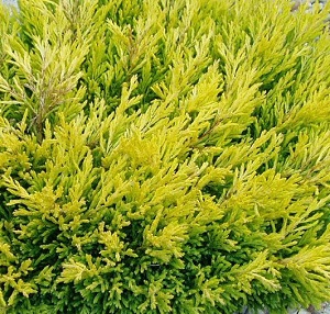 Можжевельник горизонтальный Лаймглоу / Juniperus horizontalis Limeglow 15-20, С3
