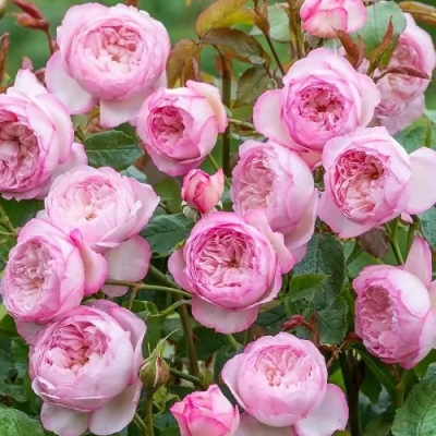 Роза английская Оливия Роуз/ Rosa Olivia Rose h 100 розовая, С4, шт