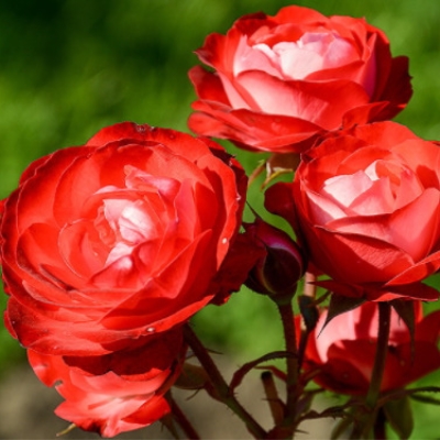 Роза флорибунда Плантен ун Блюмен / Roza  Planten un Blomen h 80 красная, С4, шт