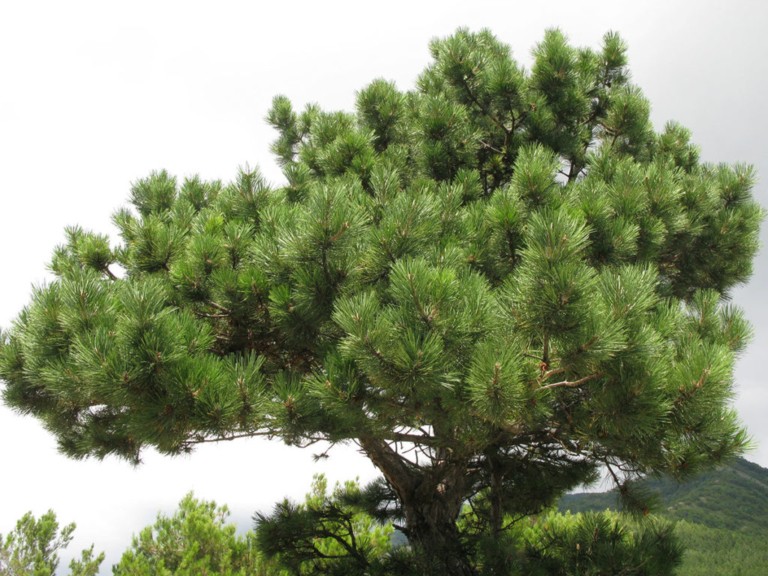Сосна крымская Палласа / Pinus taurica, Рallasiana, С3, шт