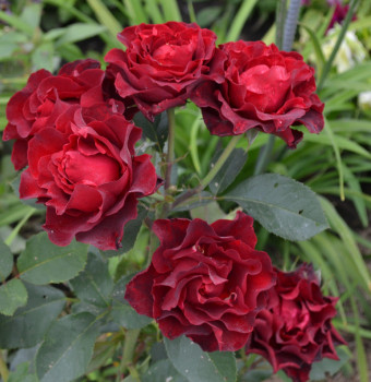 Роза спрей Таманга / Rosa miniature Tamango