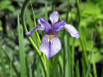 Ирис сибирский Делавея / Iris sibirica delavayi, 60-80см, С2