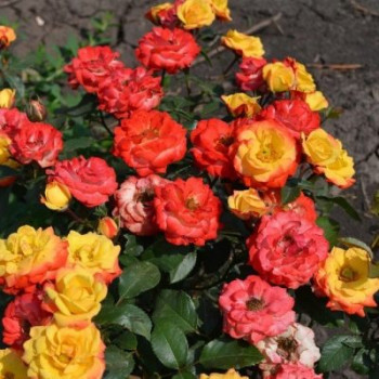 Роза полиантовая Мандарин / Rosa Mandarin, С4