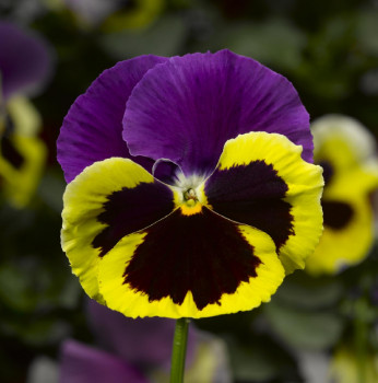 Виола Колоссус Триколор / Viola Colossus Tricolor, Р9