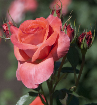 Роза ч/г Интерфлора / Rosa tea hybrid Interflora, С4, шт