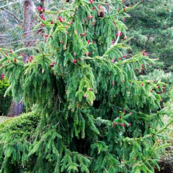 Ель обыкновенная  Акрокона / Picea abies Akrokona 60-80, WRB, шт