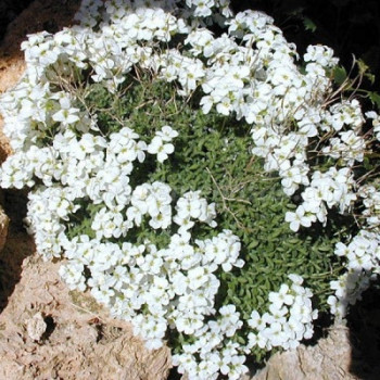     / Arabis alpine Grandiflora Superba, 1