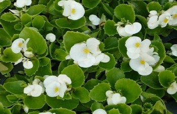 Бегония Амбасадор Вайт /Begonia semperflorens Ambassador White, К6