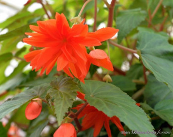     / Begonia Belleconia Hot Orange, 1
