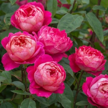 Роза английская Бенджамин Бриттен/ Rosa   Benjamin Britte h 180 красная, С4, шт
