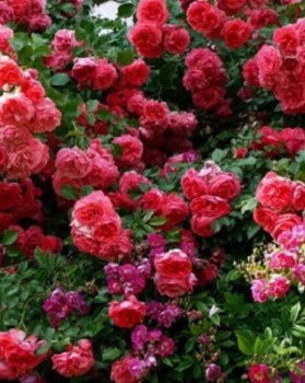 Роза плетистая Розариум Ютерсен / Rosa Rosarium Uetersen С4