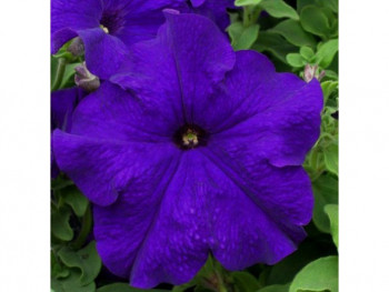      / Petunia Petunia grandiflora Limbo GypSy Blue, 6