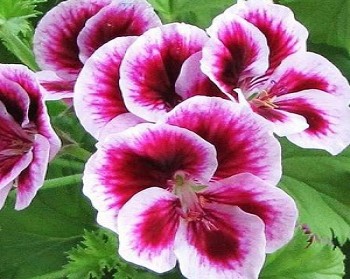 Пеларгония корол Кэнди Фловерс Биколор/Pelargonium grandiflorum Candy Flower Bicolor, С1, шт