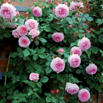 Роза английская Джеймс Галвей/ Rosa James Galway h 180 розовая, С4, шт