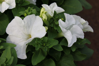      / Petunia Limbo GP White, 6